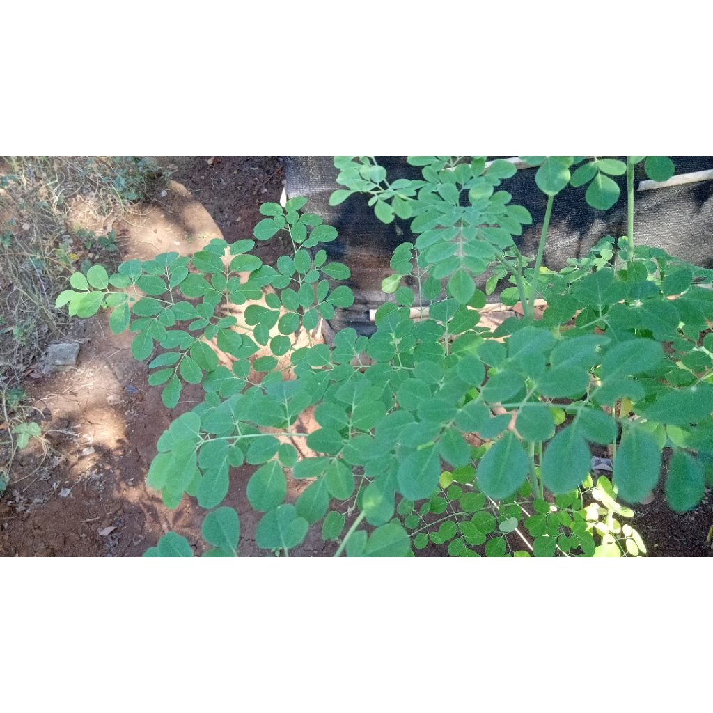 

1 tangkai Daun Kelor