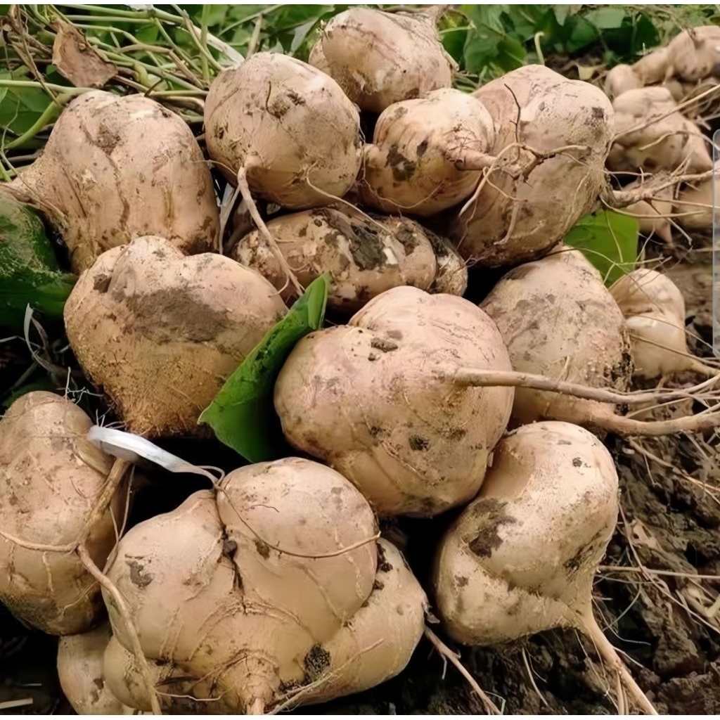 

Bengkoang 1 kg Fresh Langsung Ambil dari Kebun