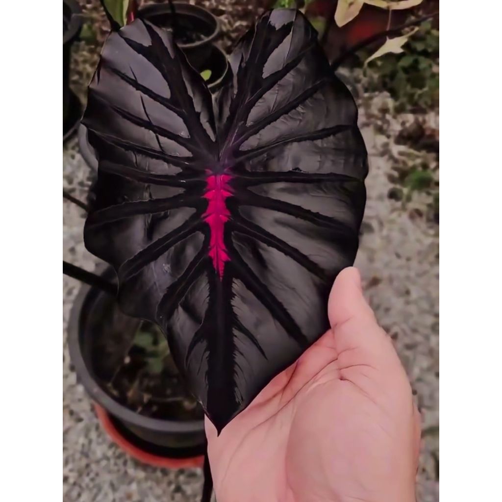 Caladium Black Dragon -Tanaman Hias Keladi Black Dragon  - Bunga Hias Keladi Black Dragon  - Caladiu