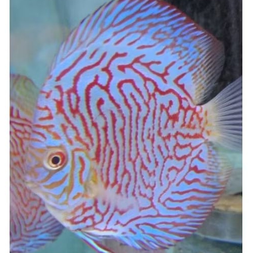 Discus White Tiger / Discus aquarium ikan hias air tawar