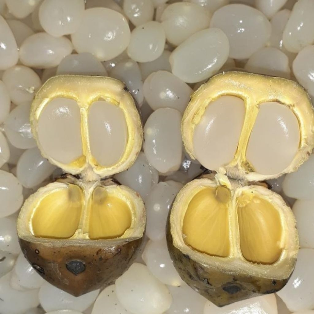 

kulang kaleng dadakan utuh segar 1kg