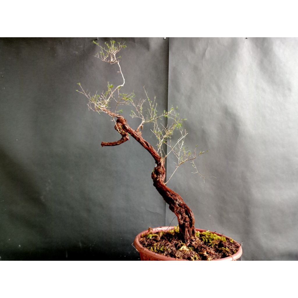 BAHAN CUCUR ATAP / SAPU - SAPU