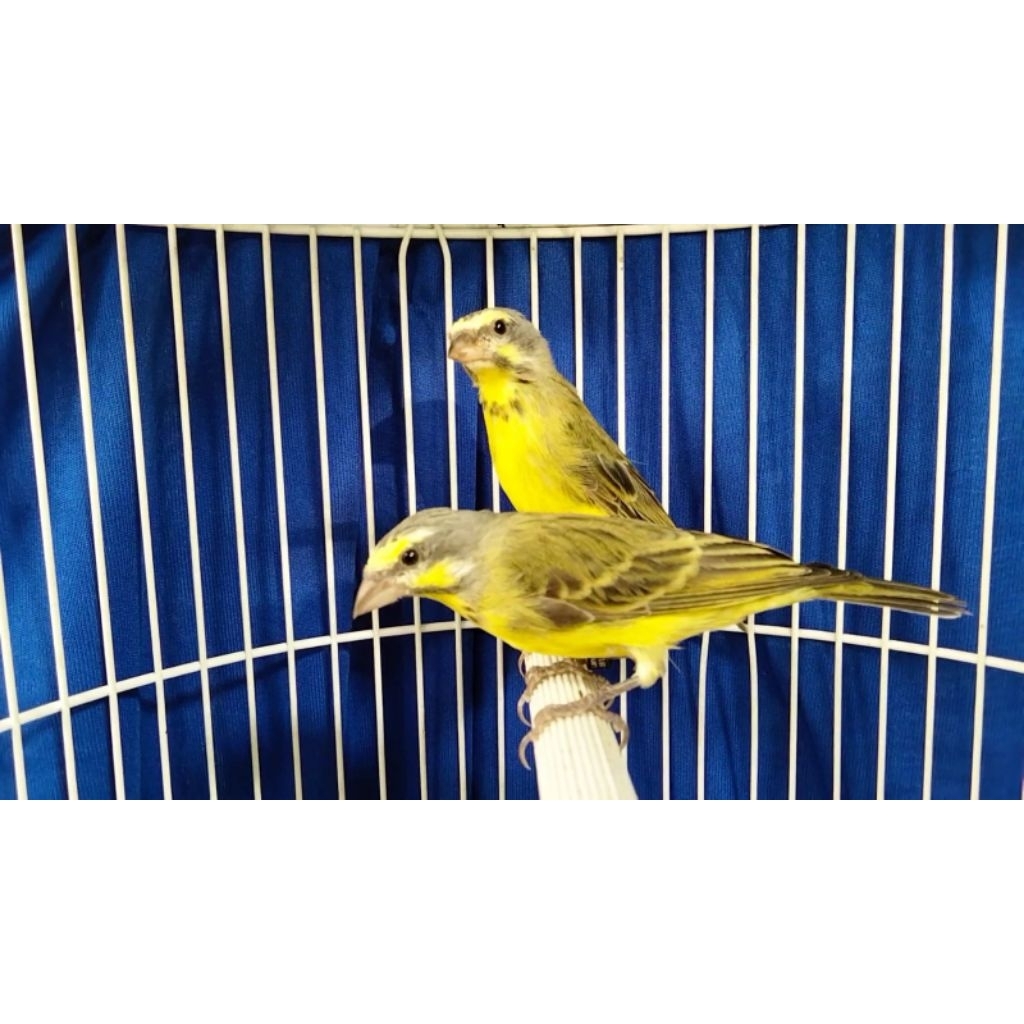 Mozambik sepasang siap tangkar