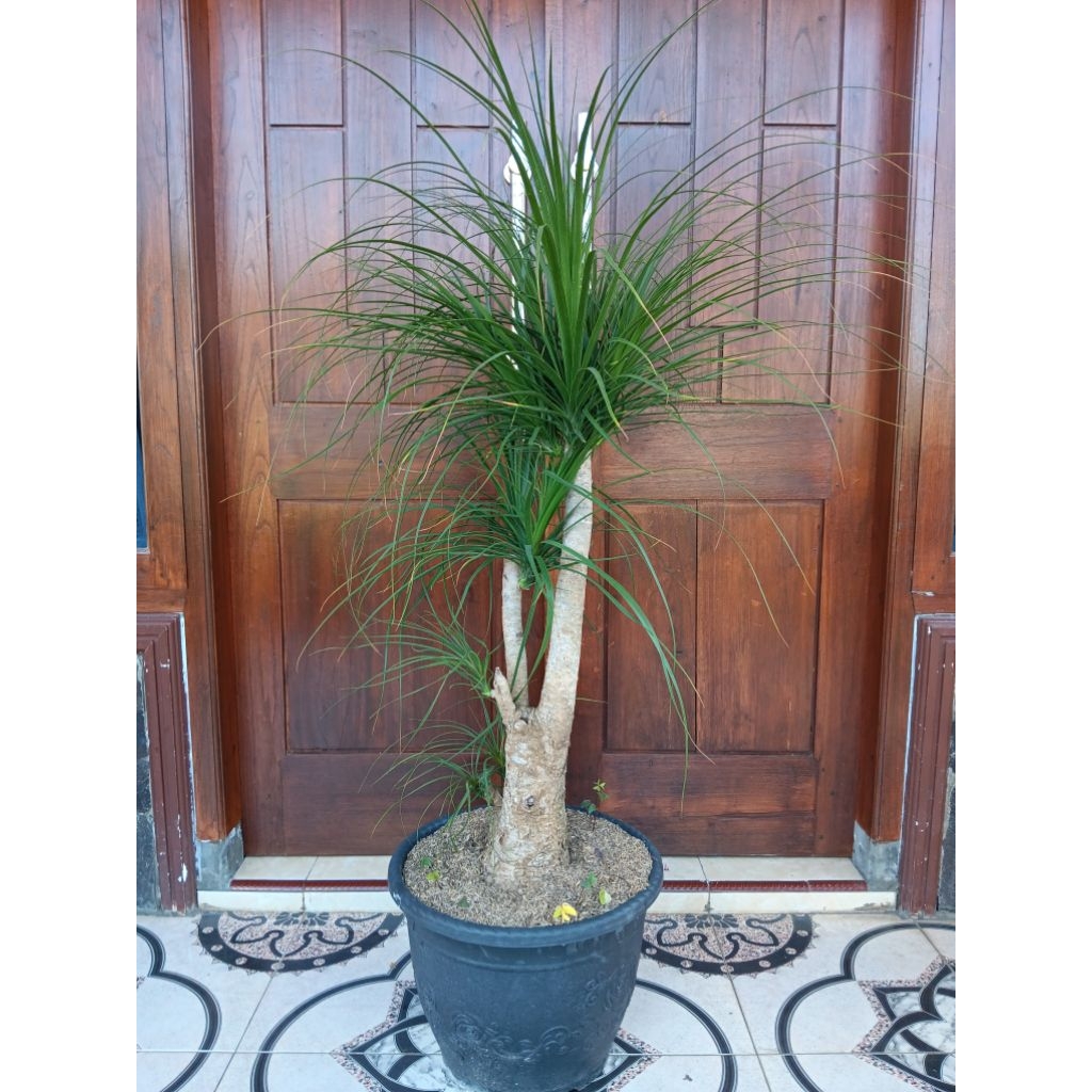 Tanaman Hias Nolina | Palm Nolina Besar