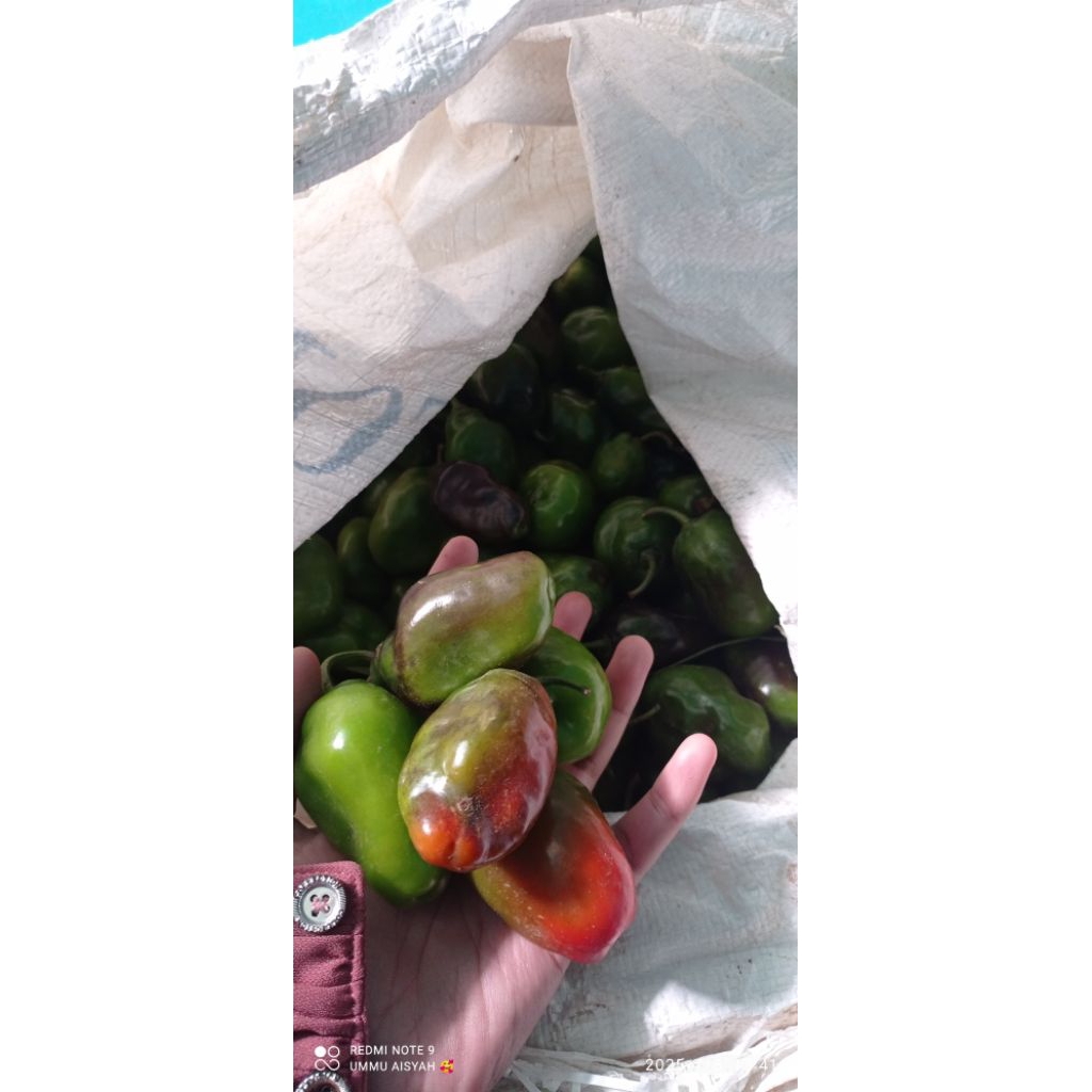 

cabe gendot khas dieng "kemasan 250gram