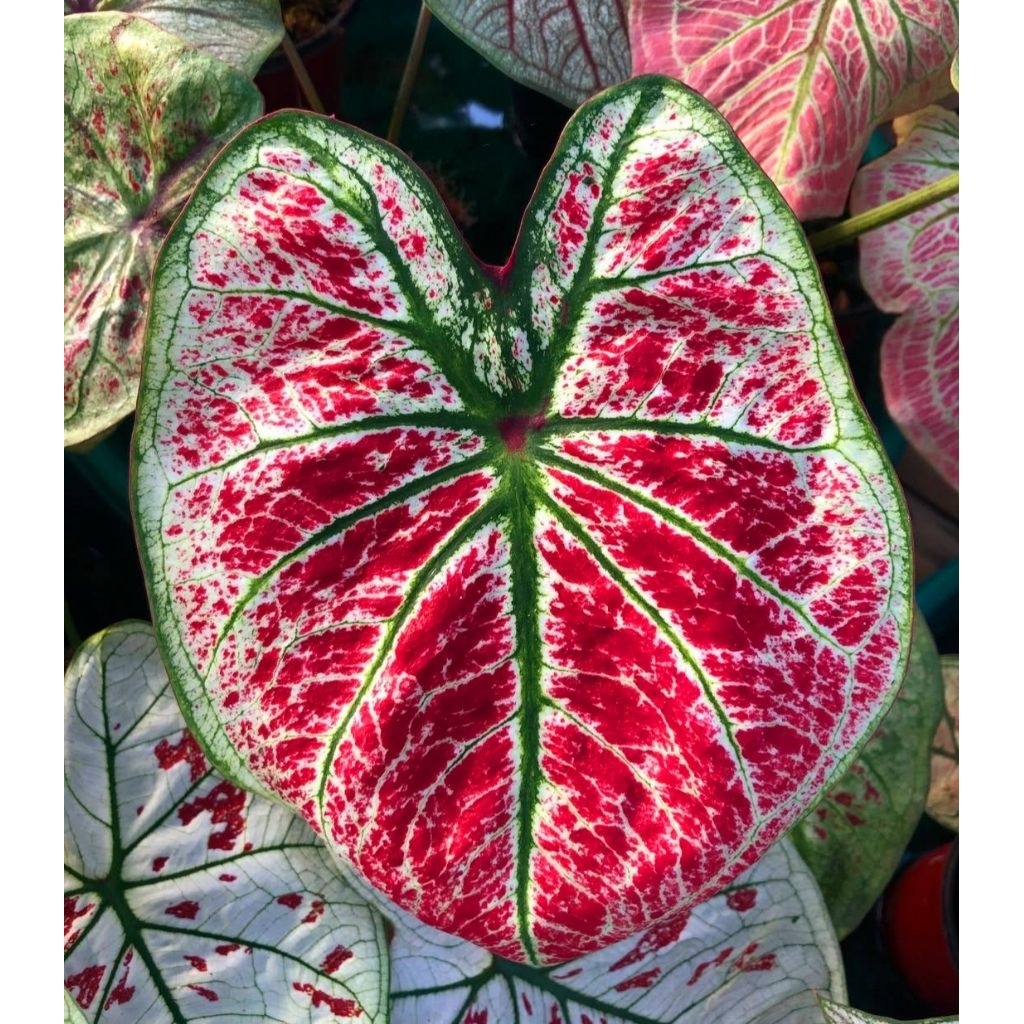 Tanaman Hias Keladi Thai Series BigBoss Bunga Hias Keladi Caladium Anakan Murah Merah BUKAN BONGGOL 