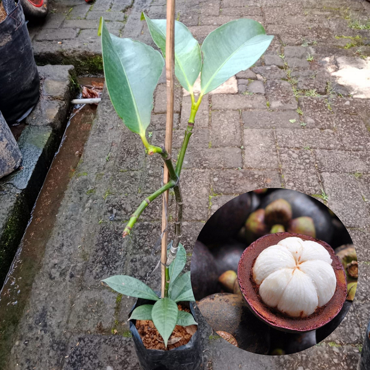 Bibit Buah Manggis Sambung |Buah manggis | Bibit Buah