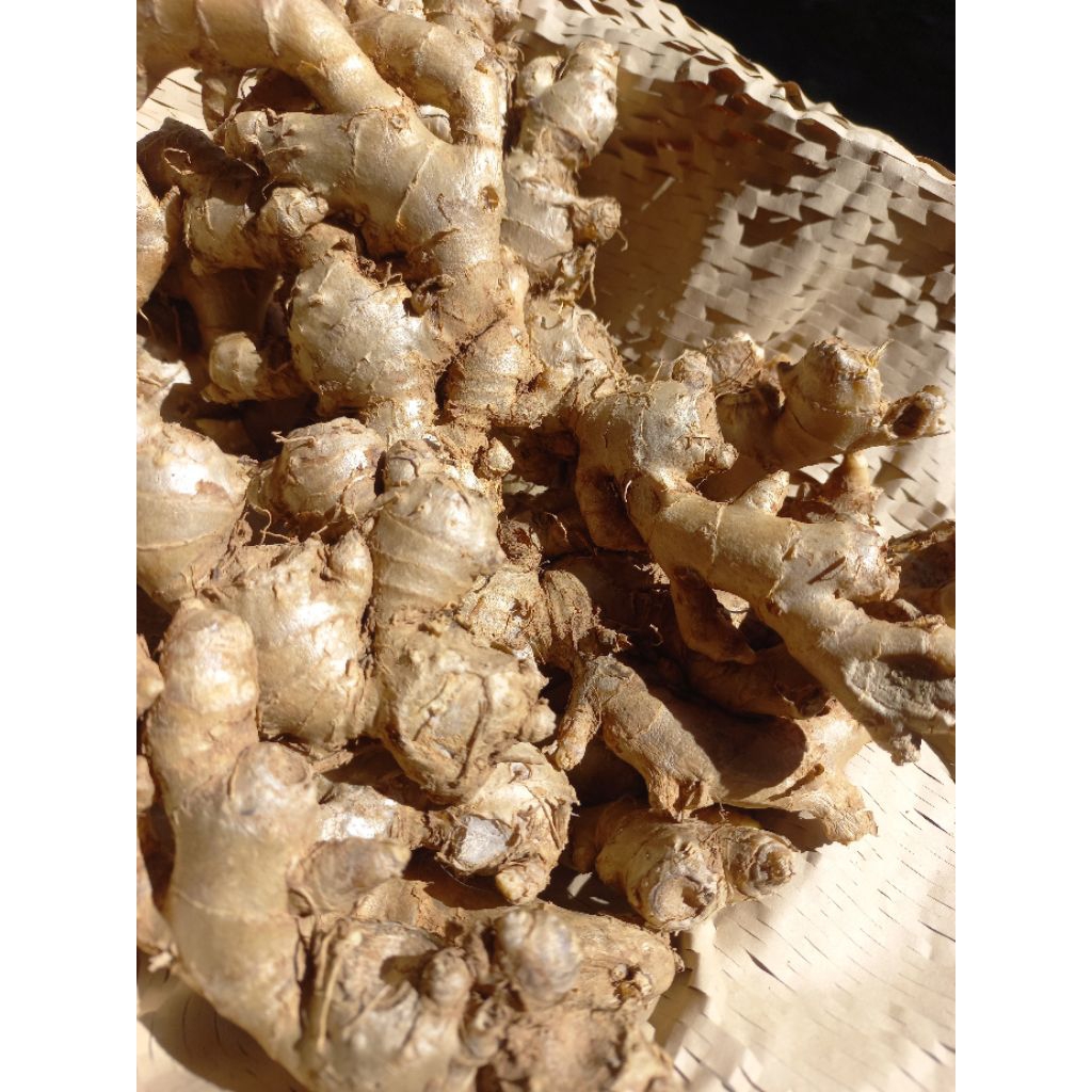 

Jahe emprit premium grade A asli segar