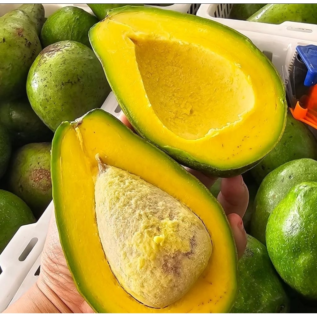 

ALPUKAT MENTEGA ASLI CURUP BENGKULU 1 KG ISI 6 - 7 Buah dikirim kondisi MENTAH BERGARANSI 100%