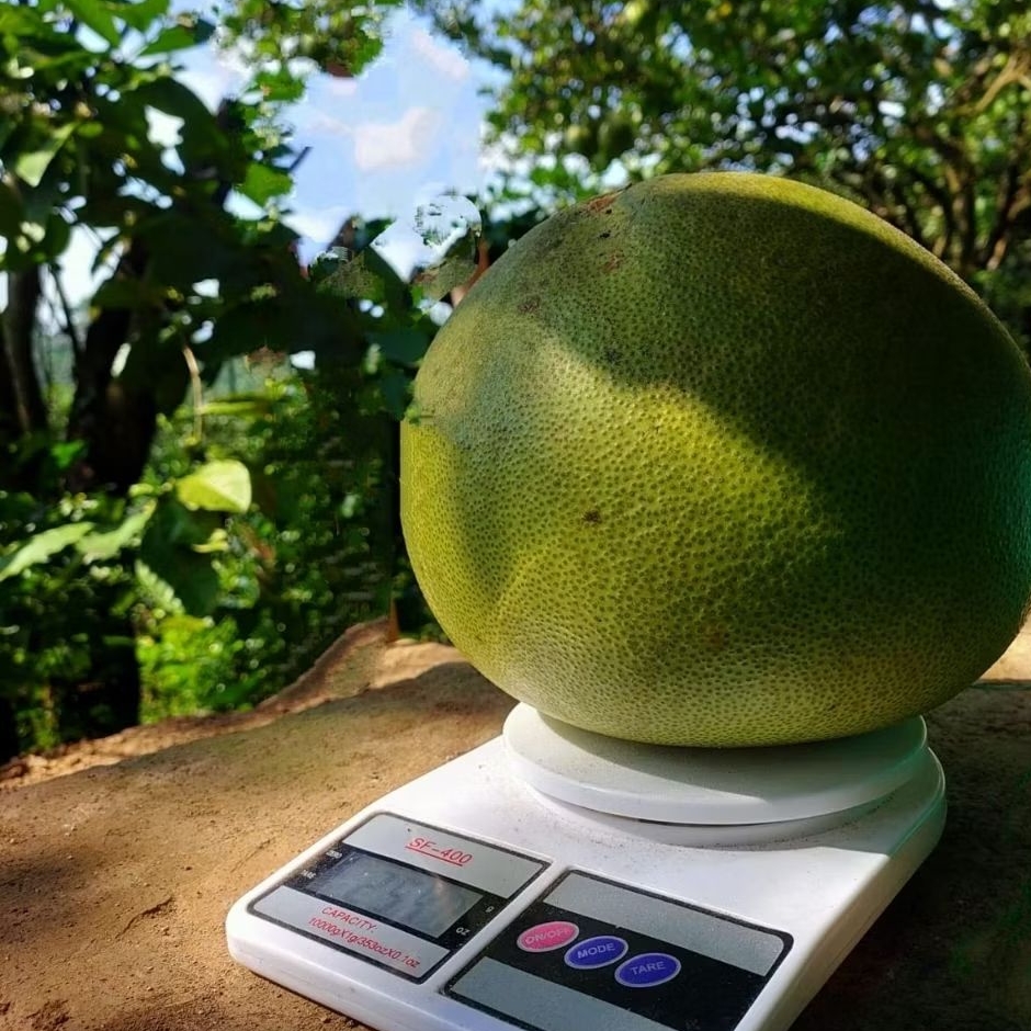 

jeruk pamelo madu monster premium rasa manis bergaransi berat 2.5-3kg