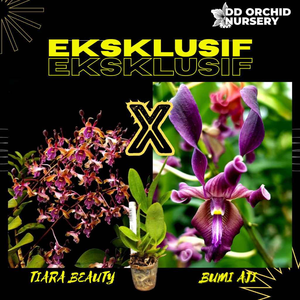 DD Orchid Seedling Anggrek Dendrobium Tiara Beauty x Bumi Aji