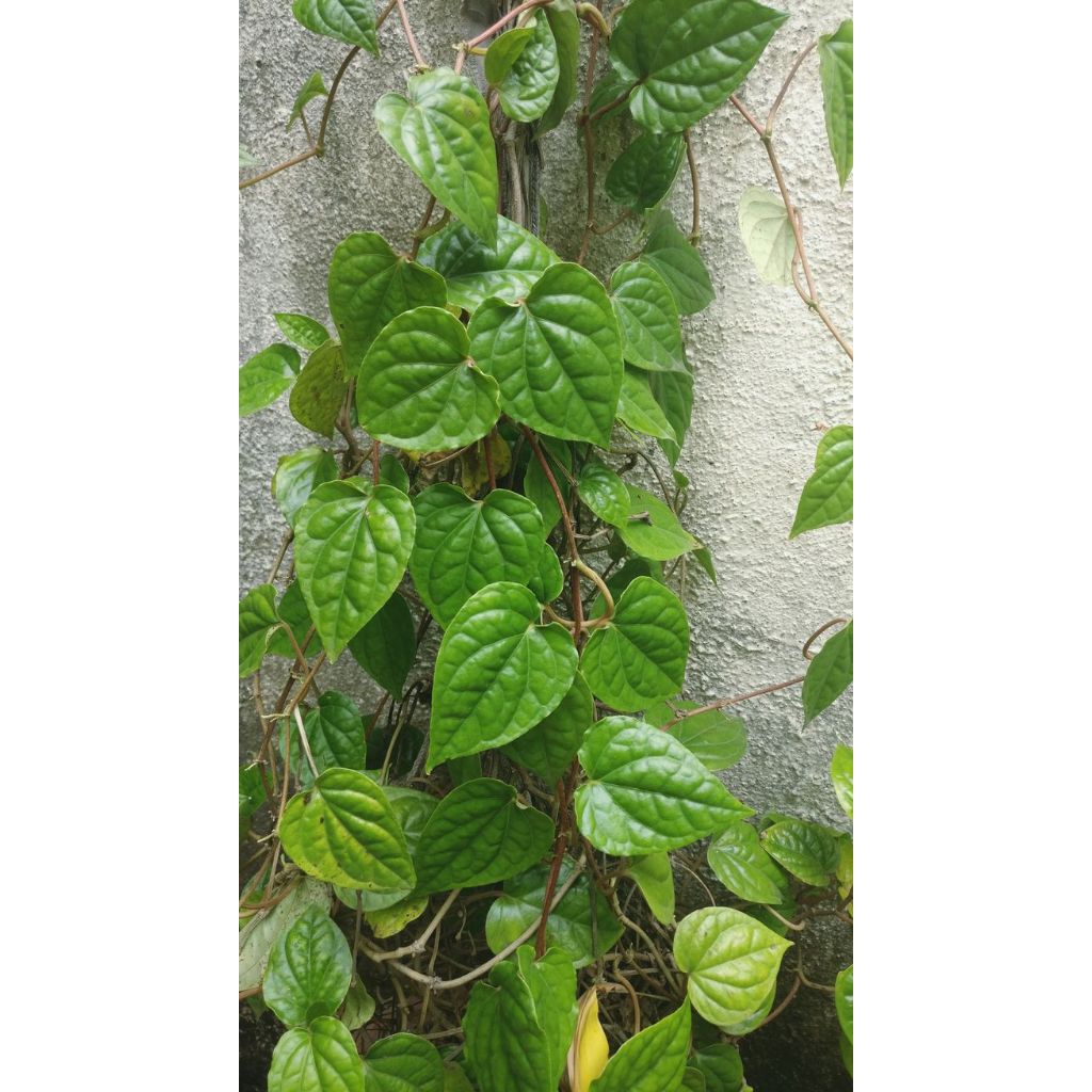 

daun sirih |daun sirih untuk jamu herbal /300gram