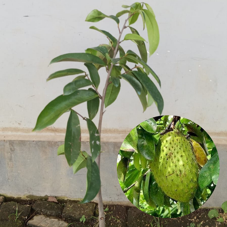 Bibit buah sirsak madu |Buah sirsak |Bibit buah
