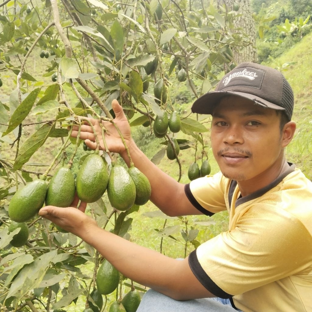 

AlpukatMentegaLokalBandungRegulerIsi,,3 4,DikirimMentahMasihFressBerkualitasBergaransi