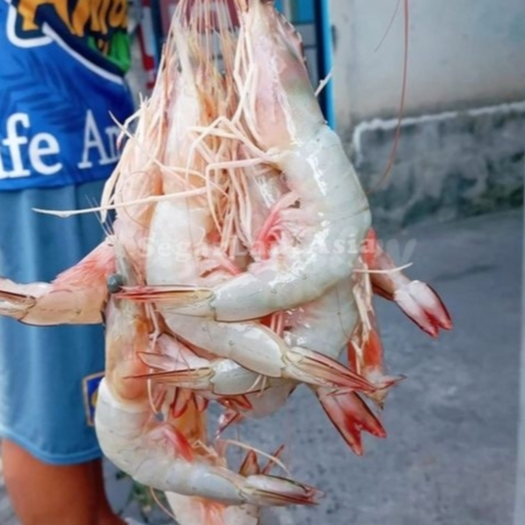

Udang Peci Udang Jerbung Udang Laut Segar 1Kg