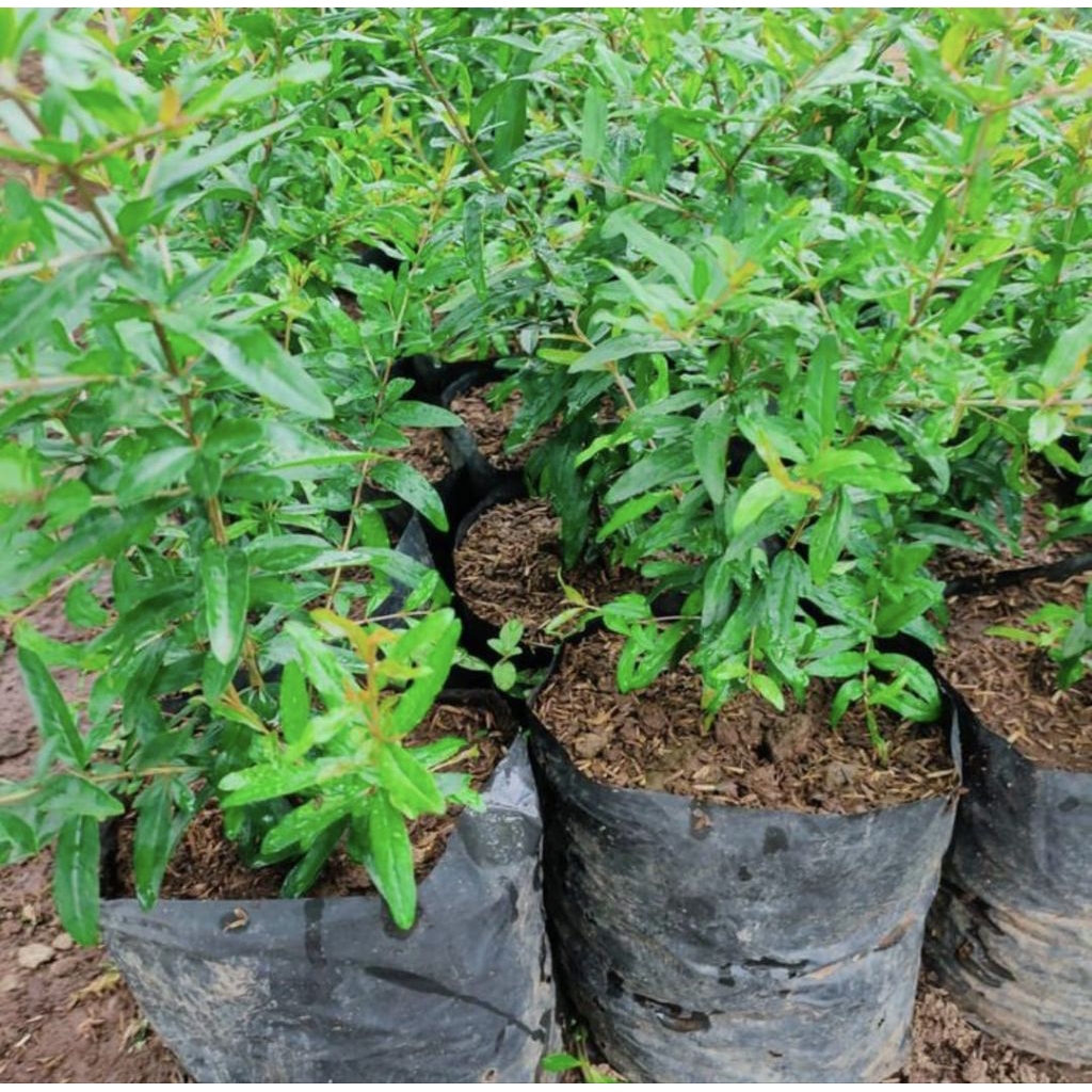 Bibit Pohon Delima Hitam - Pohon Buah Delima Hitam