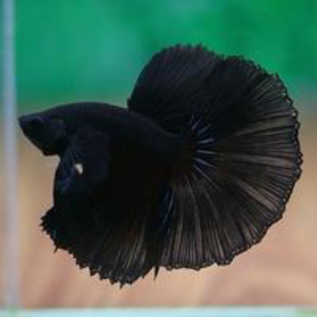 CUPANG HALFMOON BLACK