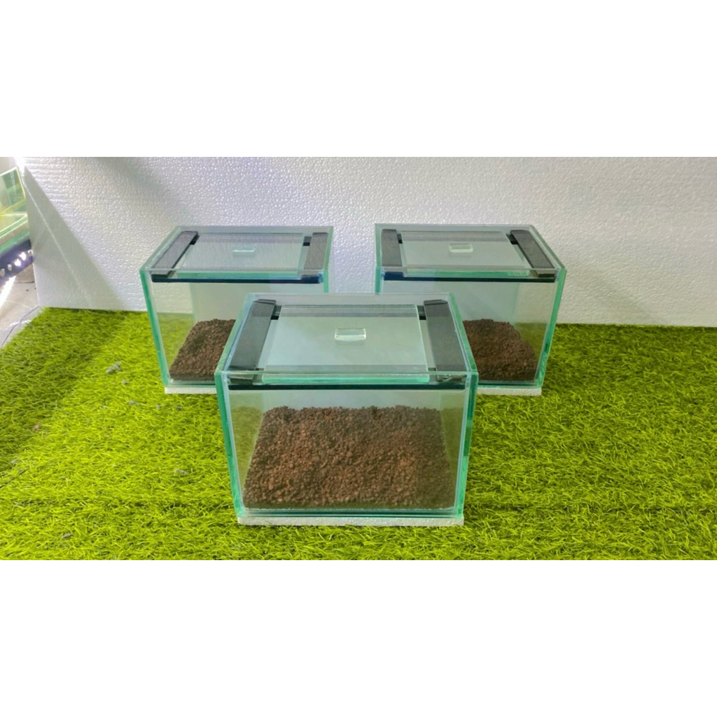 aquarium 20.15.15 background putih + pasir malang + TUTUP /aquarium channa / aquarium 20x15x15