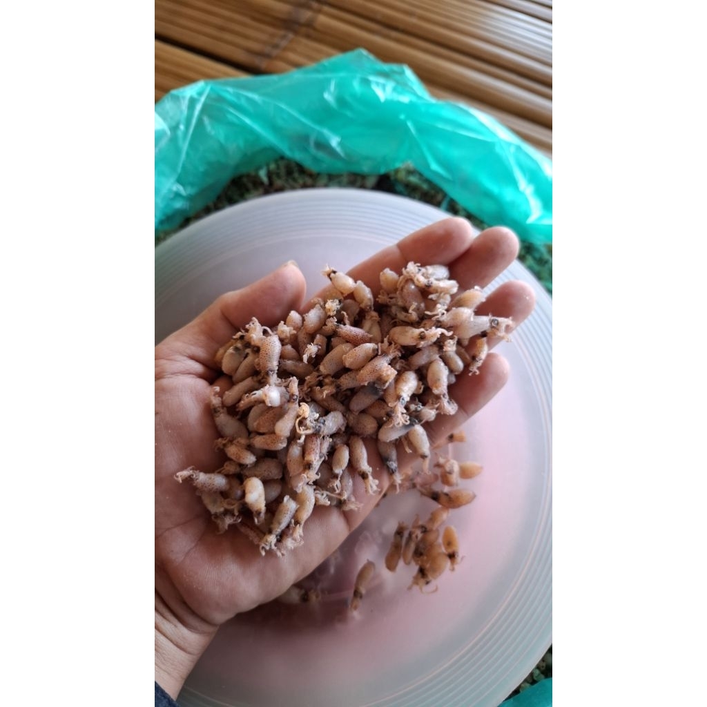 

Baby cumi asin kualitas terbaik ukuran 1 - 3cm kemasan 500gr
