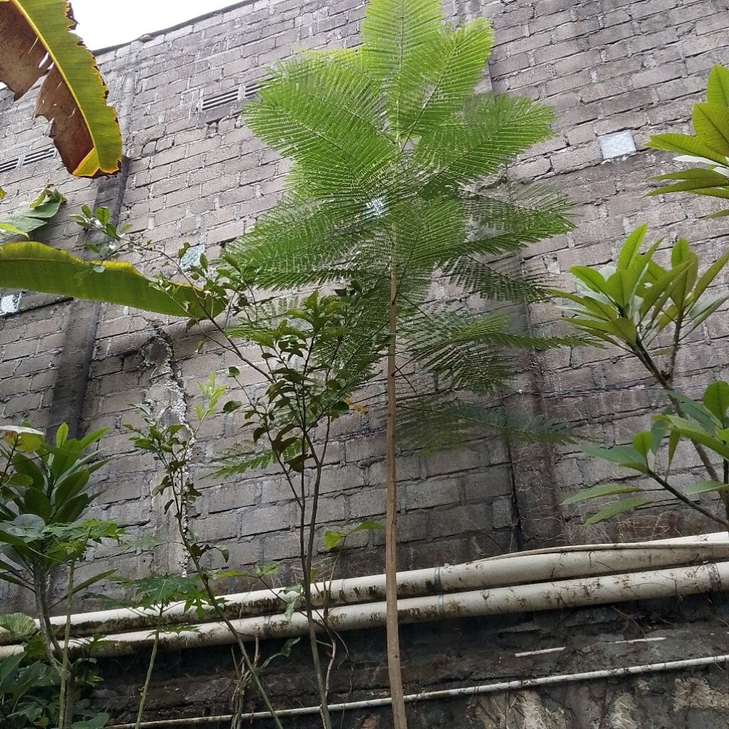 Pohon flamboyan tinggi 3 meter