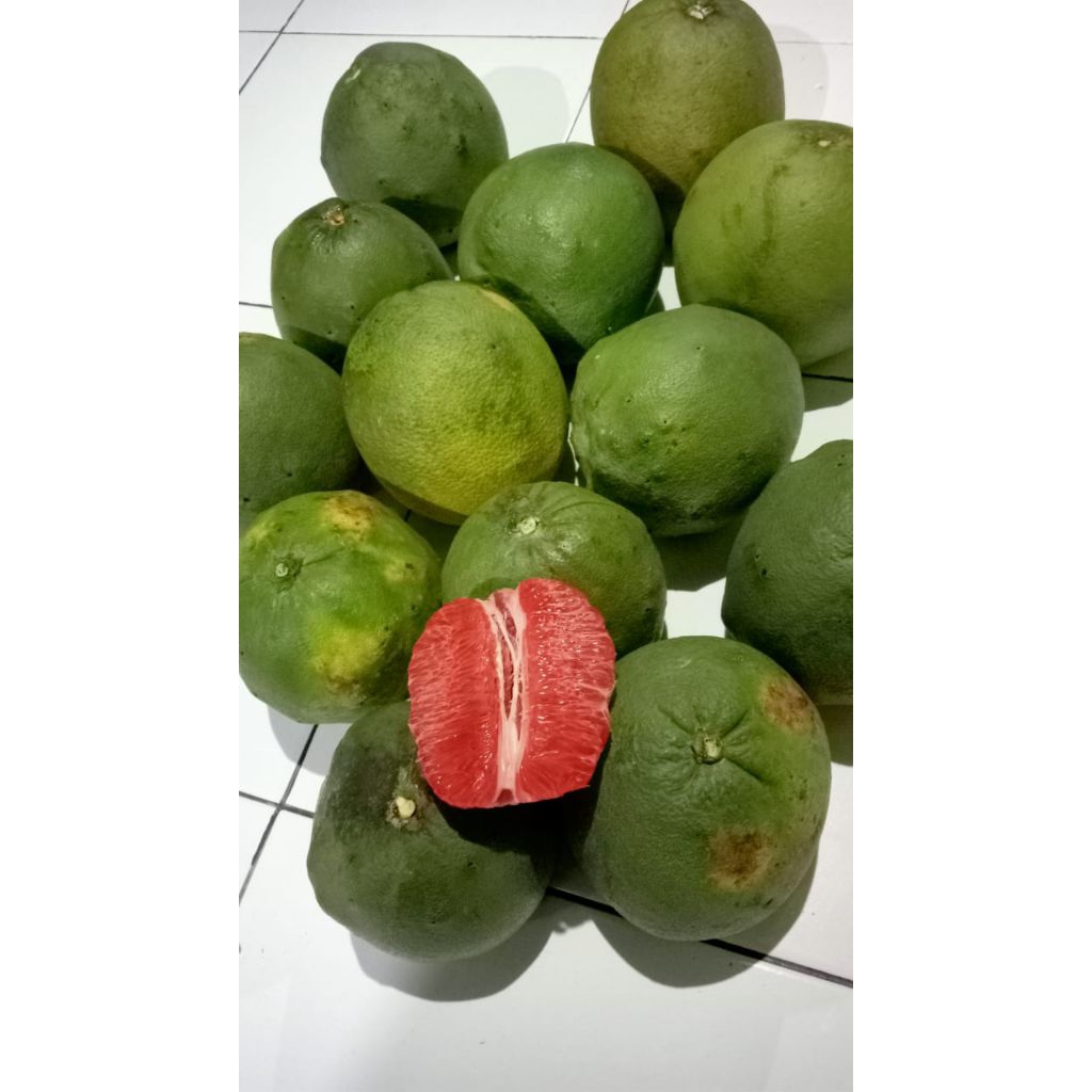 

Jeruk bali segar 1.5 kg cikancung bandung timur