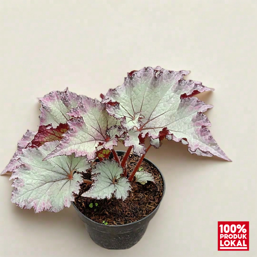 tanaman daun hias begonia pink beauty tanaman berwarna