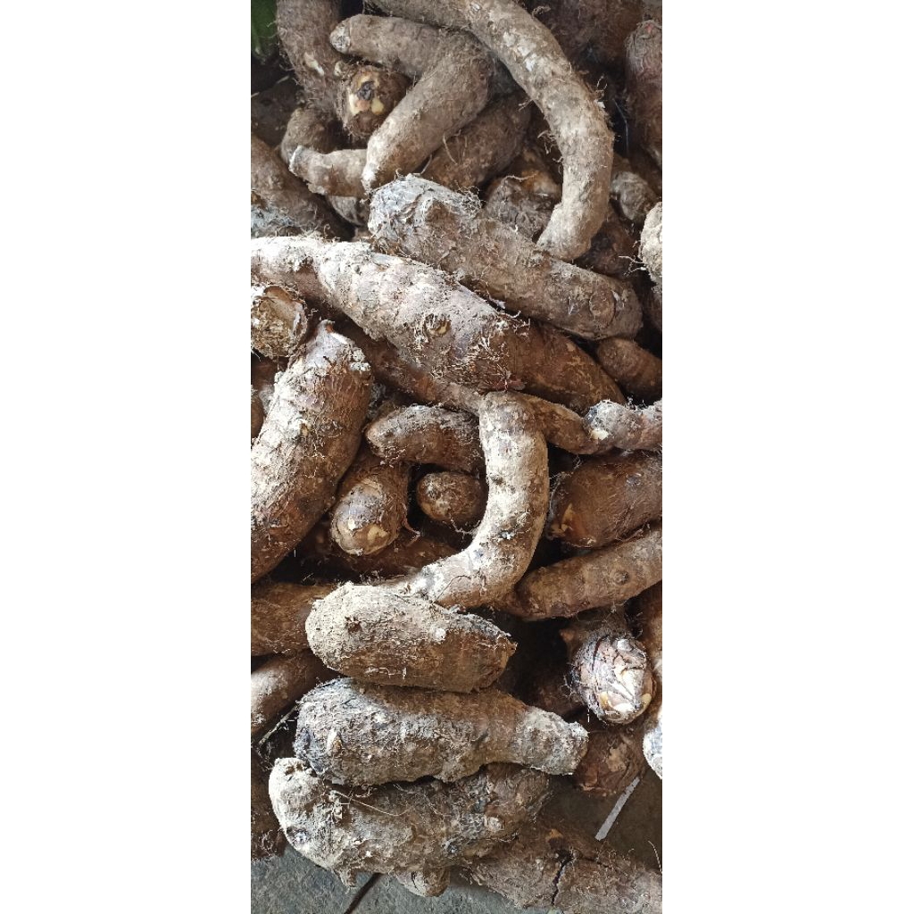 

Umbi Talas Pulen Murah 1kg Gratis Ongkir Bisa COD