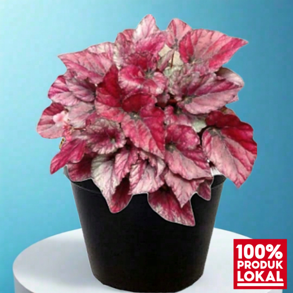 Tanaman Hias Daun Begonia Rex Red Bull - Begonia Merah Exotic & Eksklusif