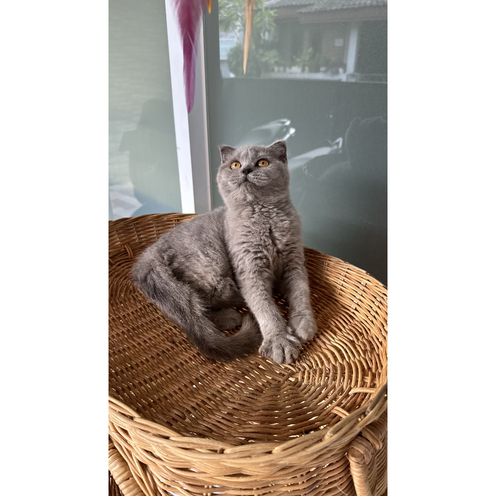 Kucing Scottish Fold Blue Solid - Scottish Fold Anakan Cinnamon
