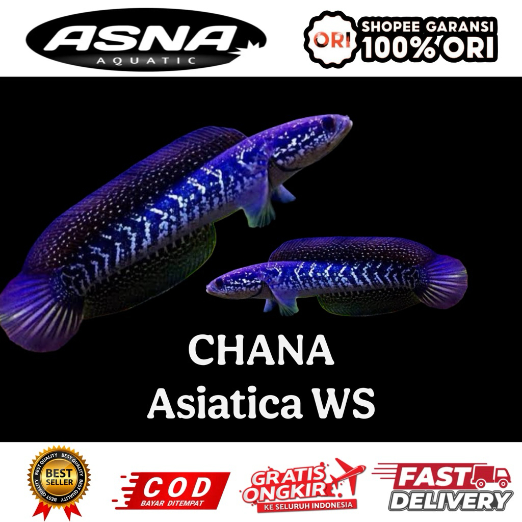 kebutuhan aquarium chana asiatica ws