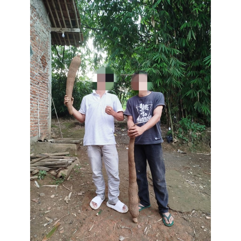 

UBI KAYU / SINGKONG 1KG Fresh Langsung dari kebun 100%