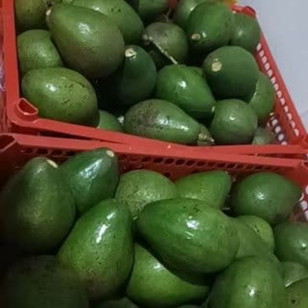 

Alpukat mentega lokal 1KG 4/5/6 Bergaransi!!! (cod)