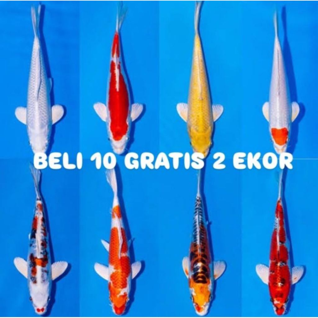 

Koi Warna Sz 10-15 Cm (Beli 10 Ekor Gratis 2 Ekor)