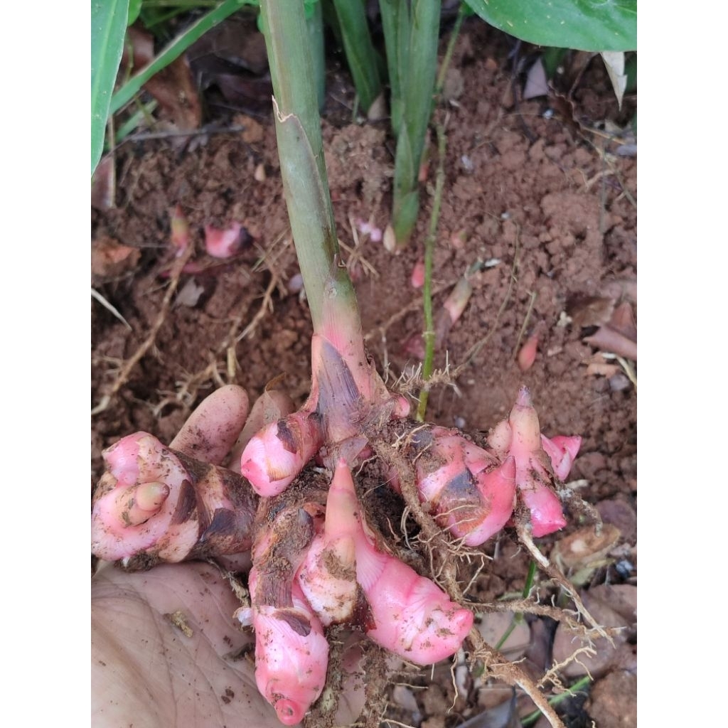 

lengkuas segar buat bumbu/bibit asli sukabumi per kilo