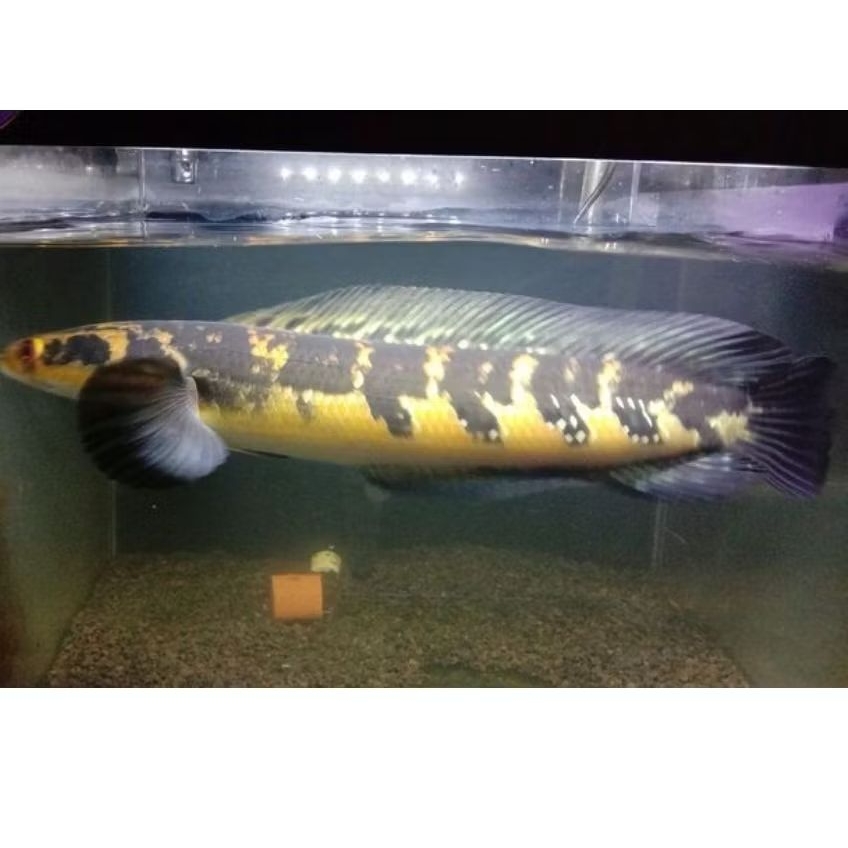 channa super yellow Sentarum | maru batik. Big size 23-25 cm. garansi 100% + stiker (sortiran terbai