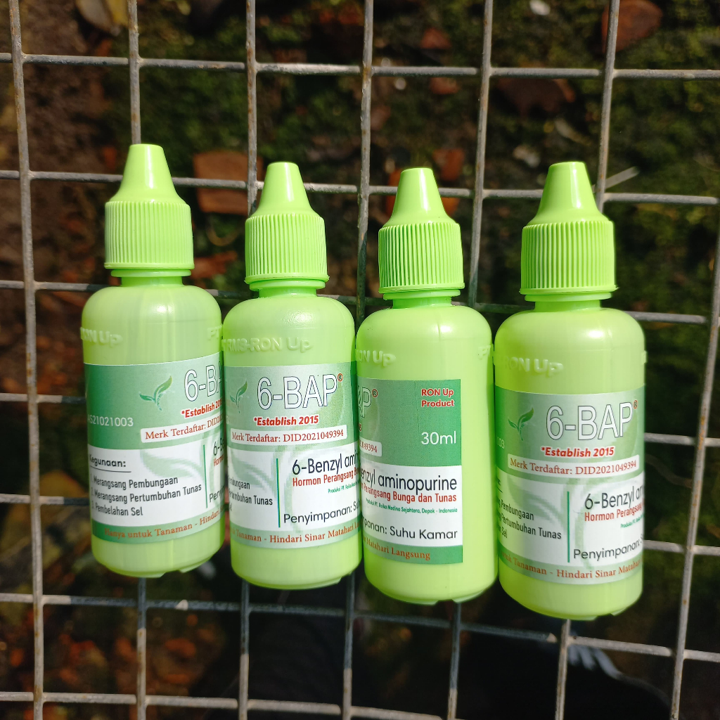 6 BAP HORMON ANGGREK ORIGINAL 100%