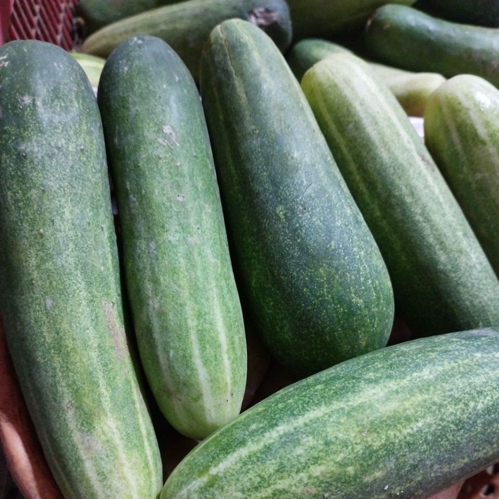 

Timun Lalap / Timun Baby