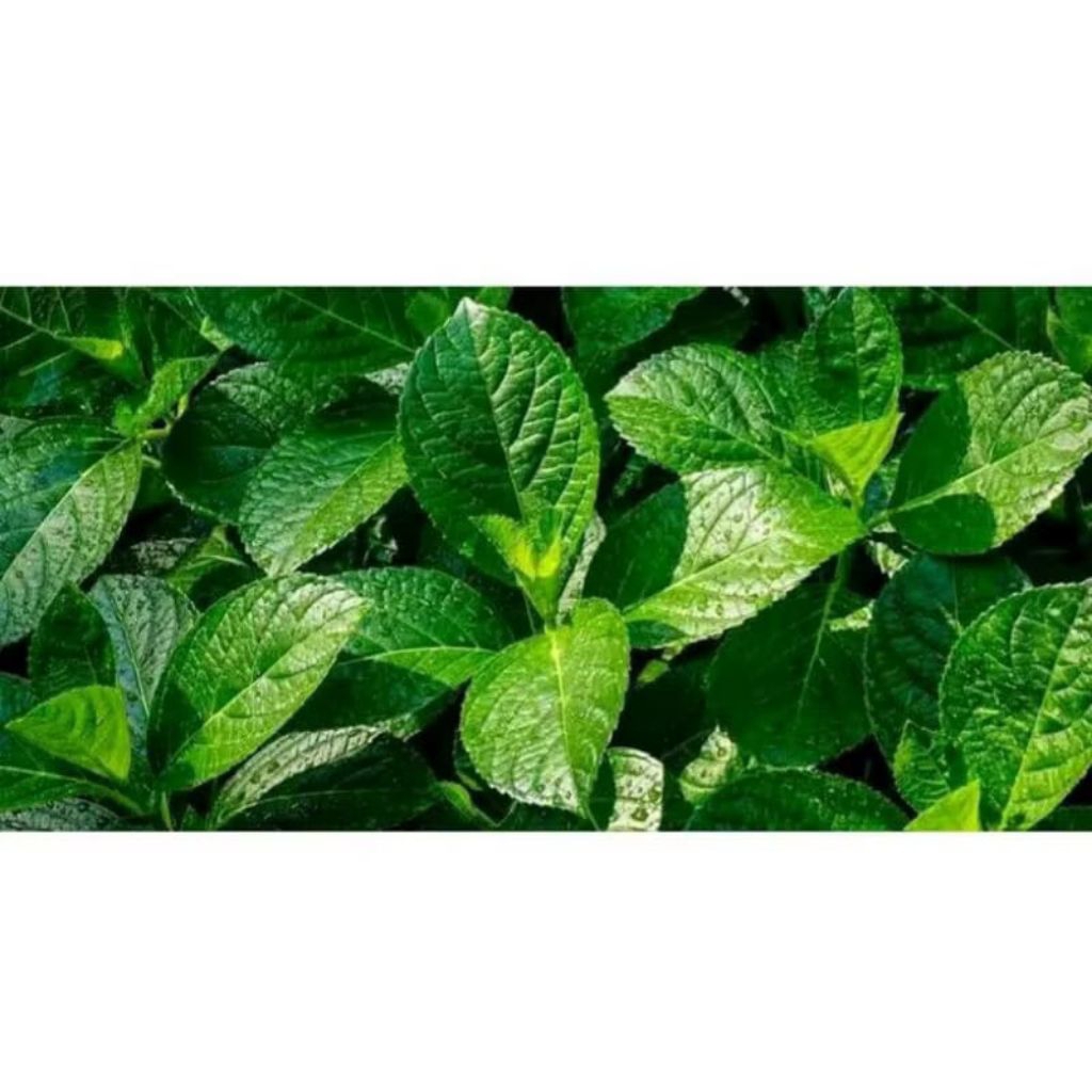 

daun keji beling Ki beling pecah beling segar 250 gram