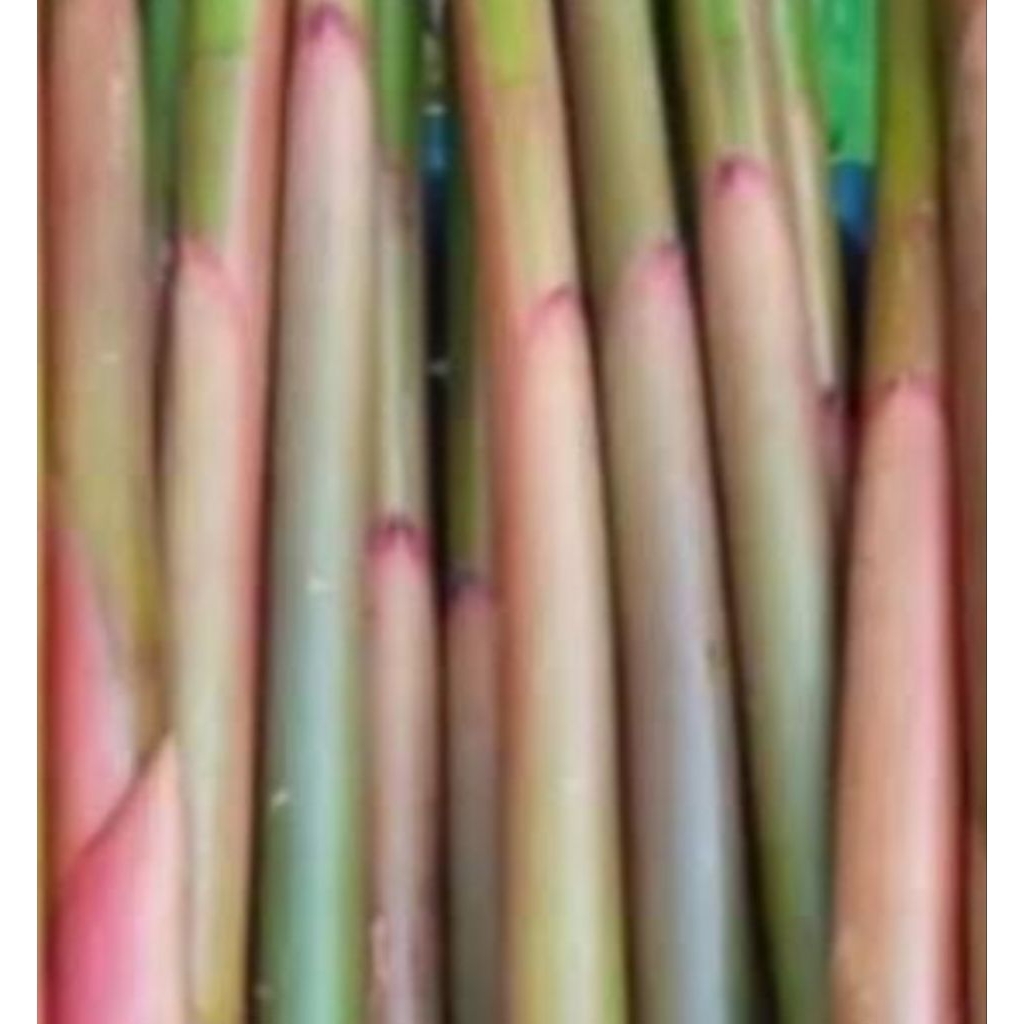 

Jual batang kecomrang atauw honje pres 500 grm