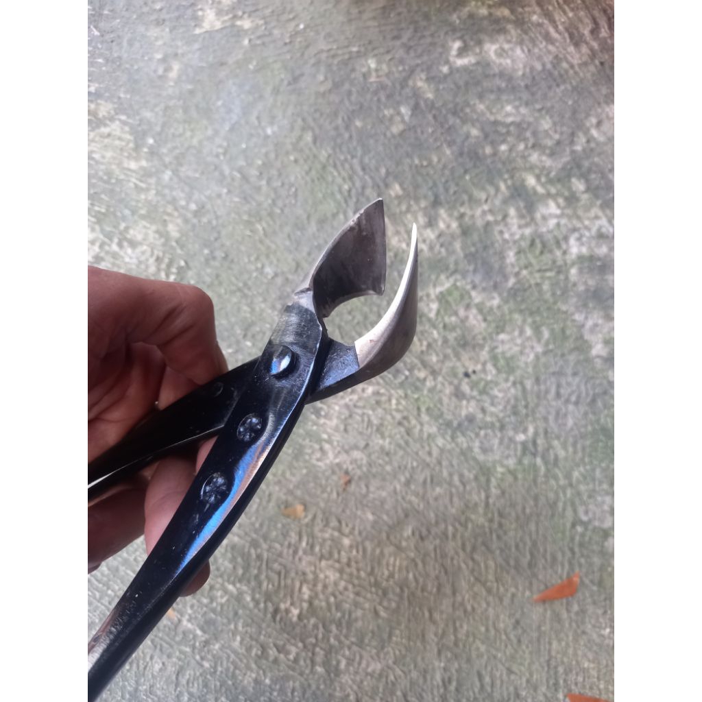 catok bonsai miring lurus