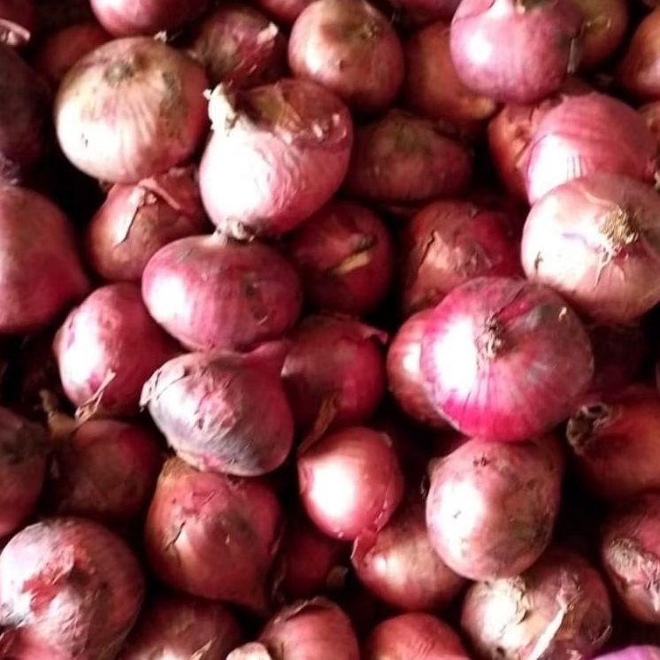 

Bawang Bombay Merah Segar 1000 gram