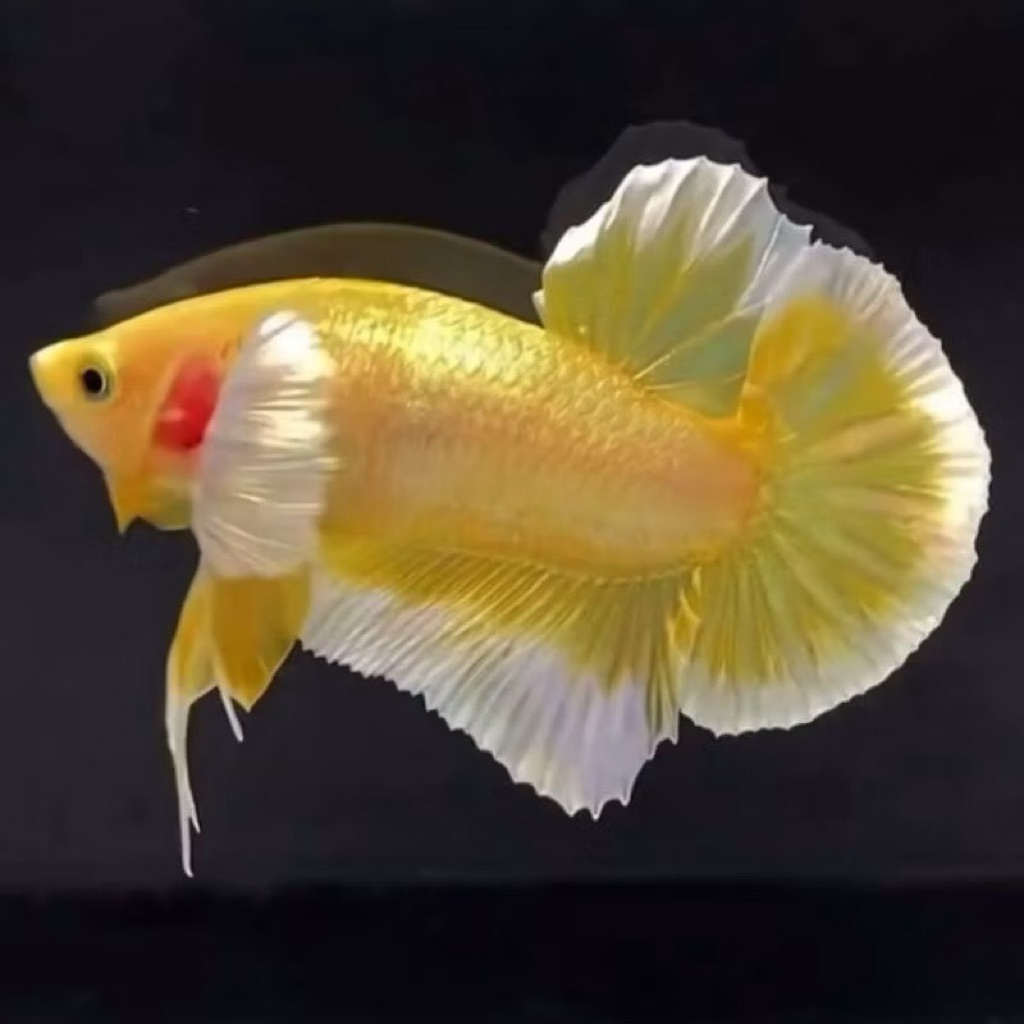 PELAKAT DUMBO EAR SOFT GOLD