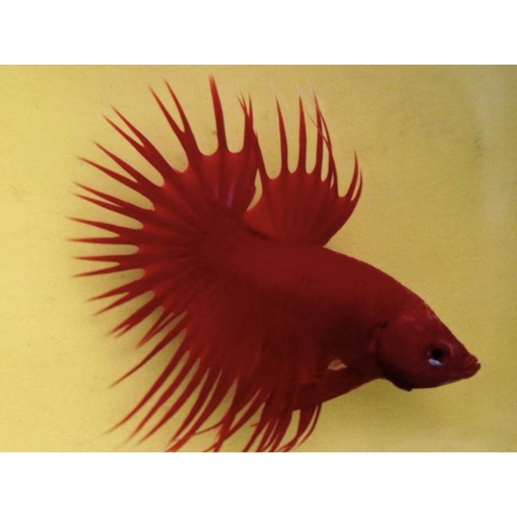 hiasan aquarium cupang ct super red