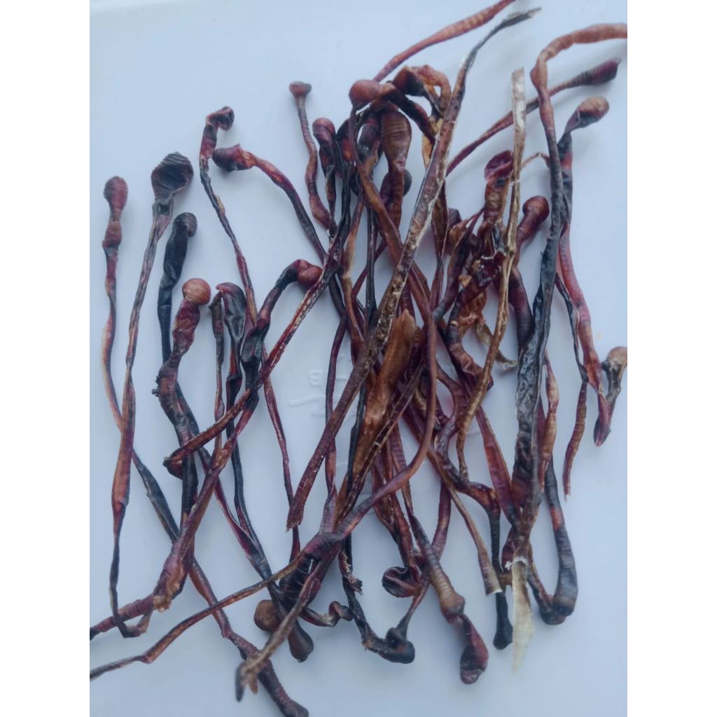 cacing kering/10g jenis lumbricus/samsul.herbal1