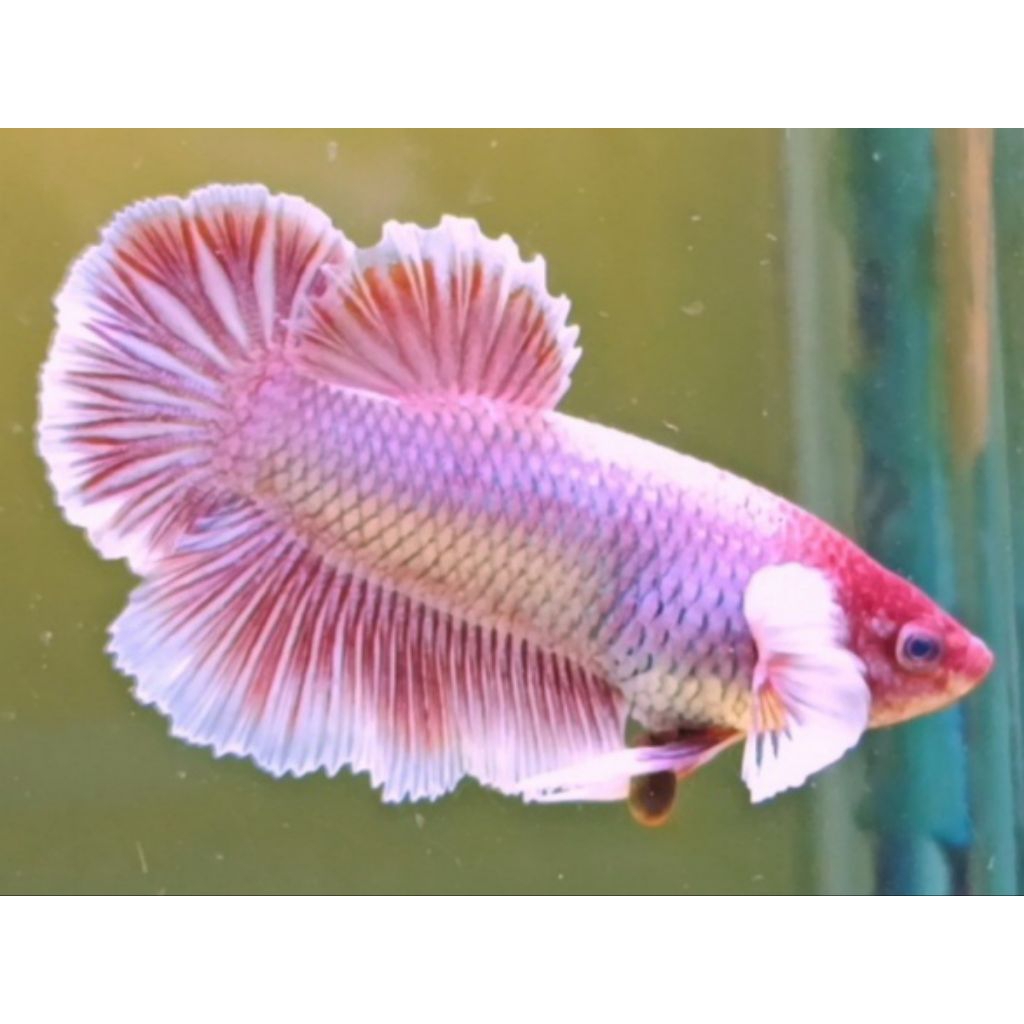 CUPANG BIGEAR PINK FLAMINGO