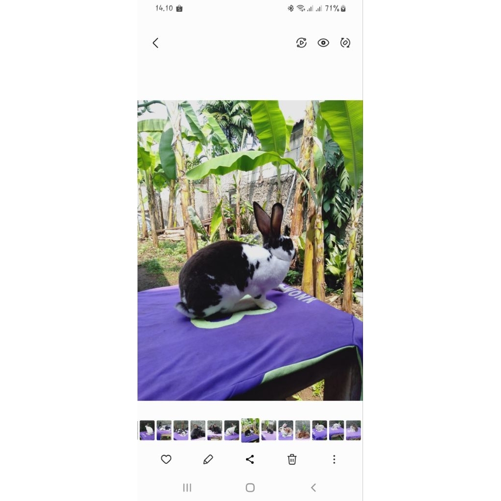 Kelinci hias Rex bulu karpet sepasang (10).