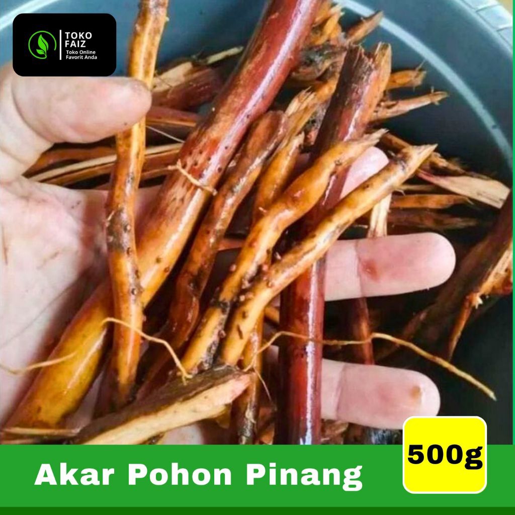 

akar pohon pinang muda 500g