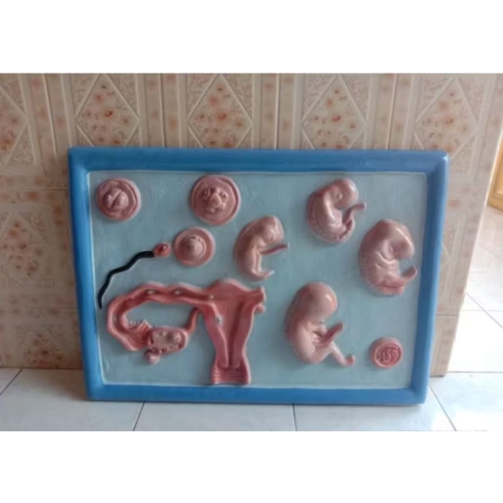 

penampang model sel embrio manusia