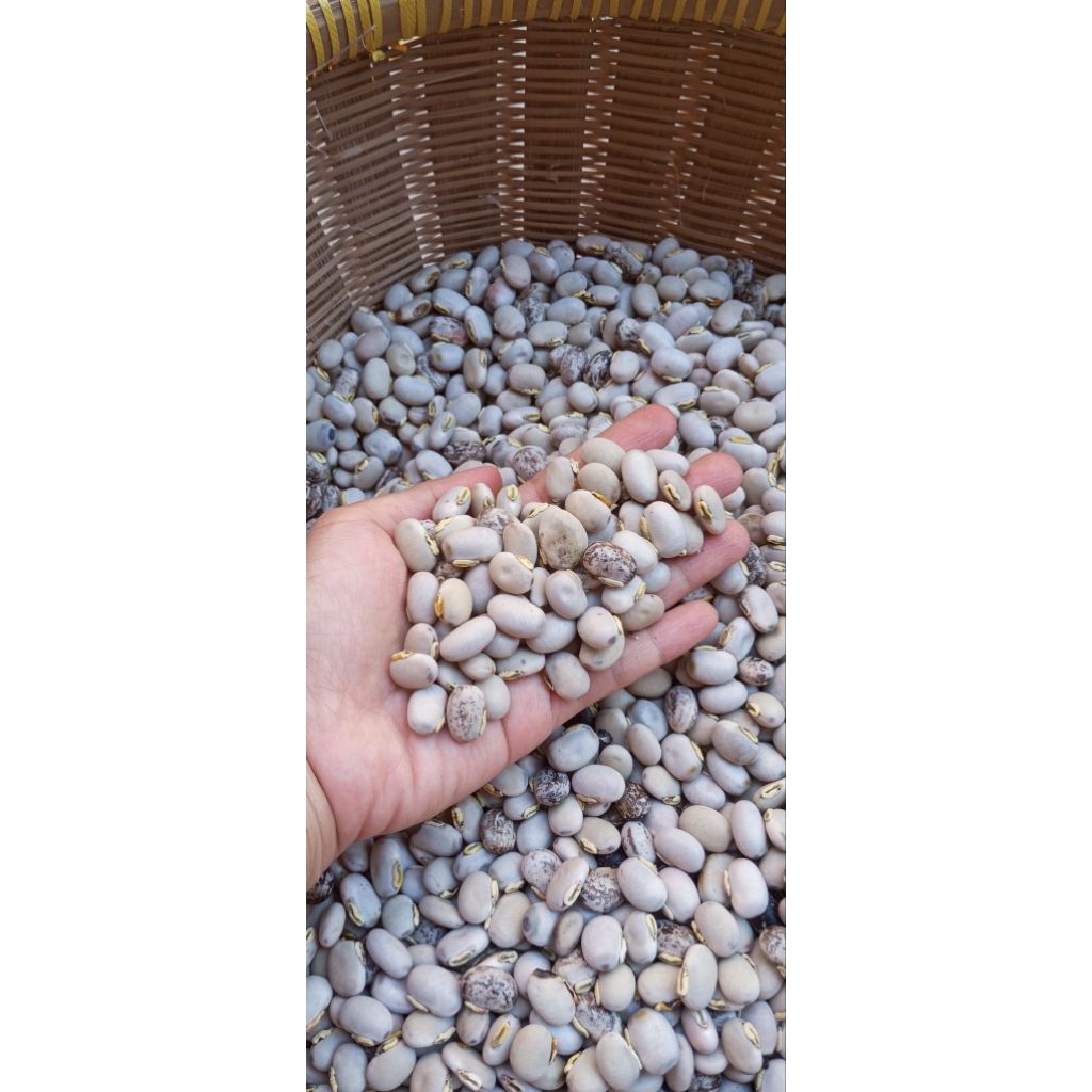 

KACANG KARA BENGUK
