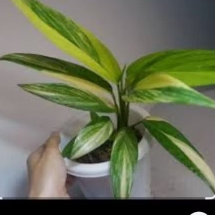 Epipremnum Amplisimum Varigata (Satu Daun)